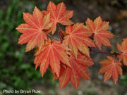 - Acer shirasawanum 'Blue Moon' Full Moon Japanese Maple - Mr Maple │ Buy Japanese Maple Trees