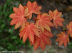 '- Acer shirasawanum 'Blue Moon' Full Moon Japanese Maple - Mr Maple │ Buy Japanese Maple Trees