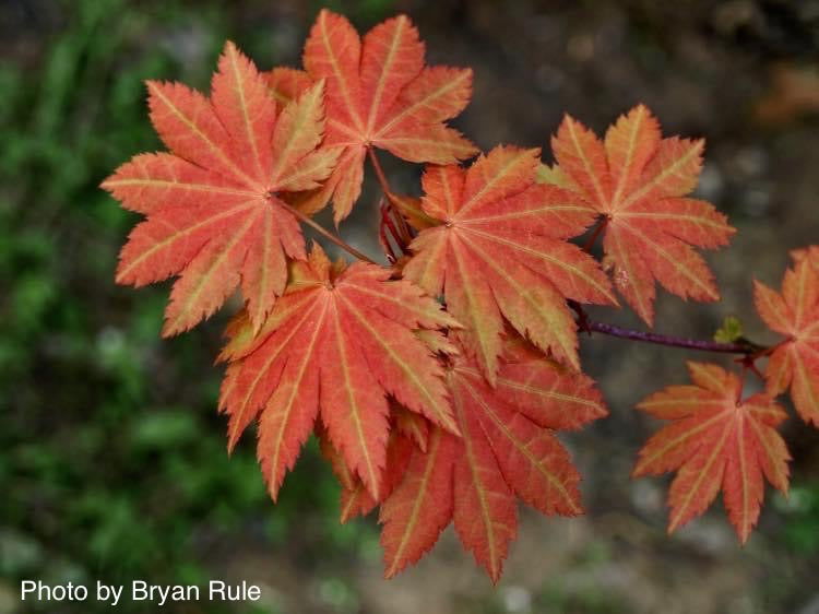 '- Acer shirasawanum 'Blue Moon' Full Moon Japanese Maple - Mr Maple │ Buy Japanese Maple Trees