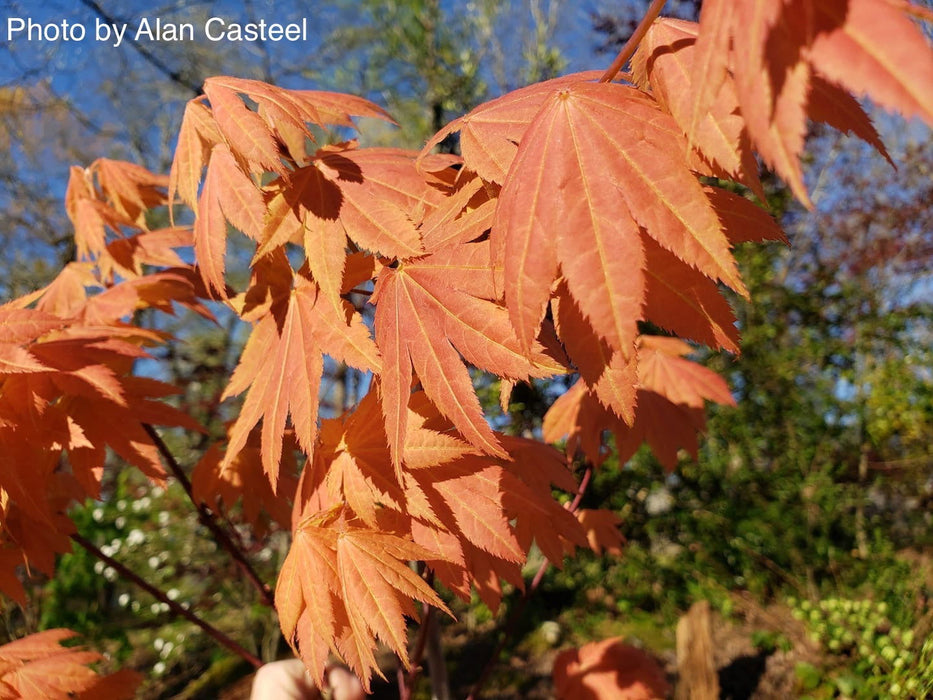 '- Acer shirasawanum 'Blue Moon' Full Moon Japanese Maple - Mr Maple │ Buy Japanese Maple Trees