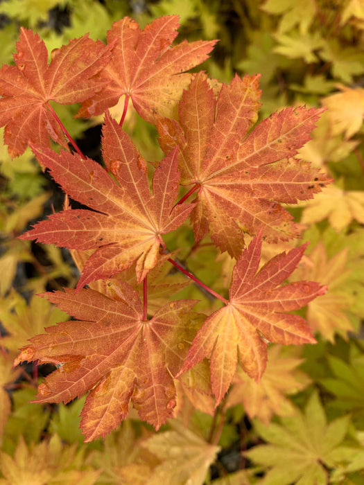 '- Acer shirasawanum 'Blue Moon' Full Moon Japanese Maple - Mr Maple │ Buy Japanese Maple Trees