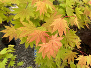 - Acer shirasawanum 'Blue Moon' Full Moon Japanese Maple - Mr Maple │ Buy Japanese Maple Trees