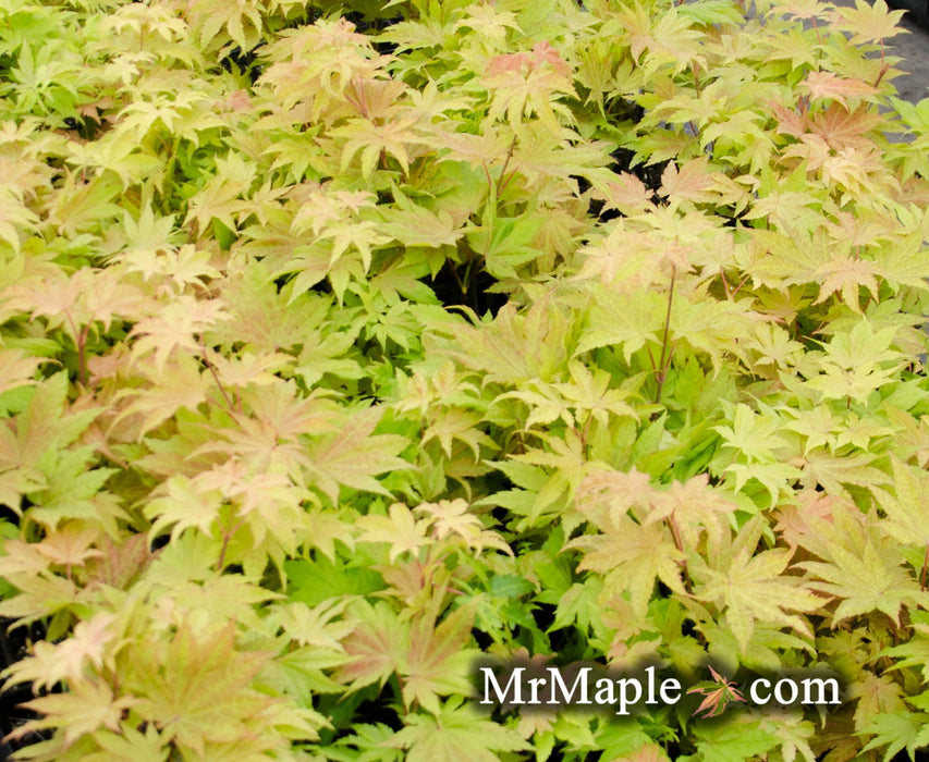 '- Acer shirasawanum 'Blue Moon' Full Moon Japanese Maple - Mr Maple │ Buy Japanese Maple Trees