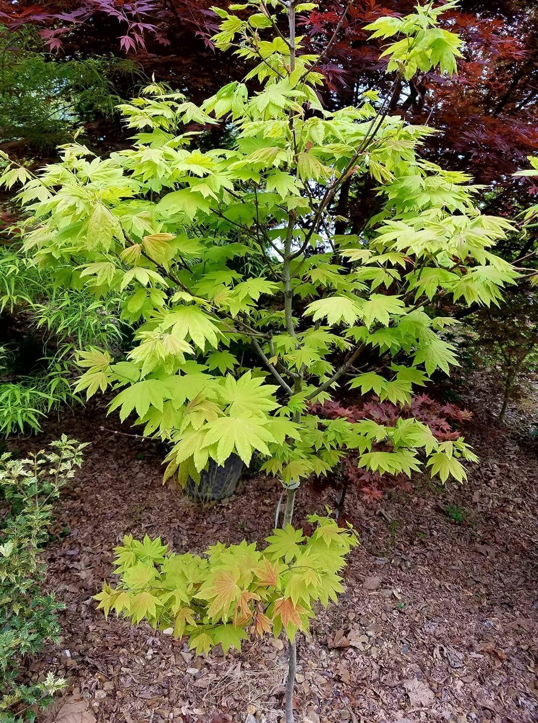 Buy Acer shirasawanum 'Blue Moon' Full Moon Japanese Maple — Mr