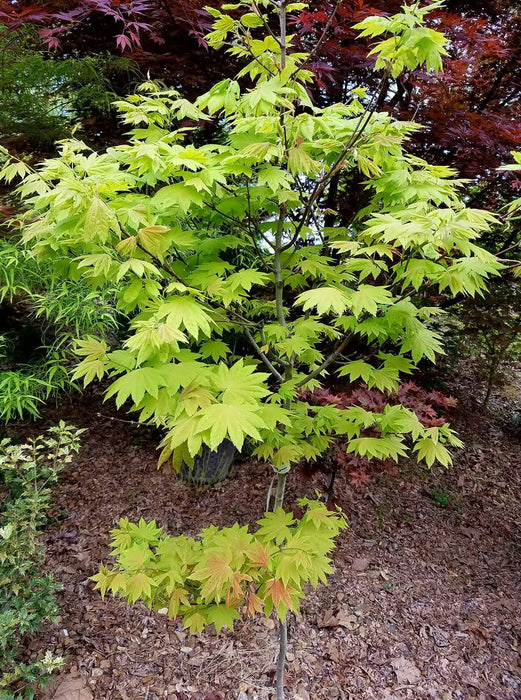 '- Acer shirasawanum 'Blue Moon' Full Moon Japanese Maple - Mr Maple │ Buy Japanese Maple Trees