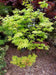 '- Acer shirasawanum 'Blue Moon' Full Moon Japanese Maple - Mr Maple │ Buy Japanese Maple Trees