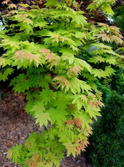 - Acer shirasawanum 'Blue Moon' Full Moon Japanese Maple - Mr Maple │ Buy Japanese Maple Trees