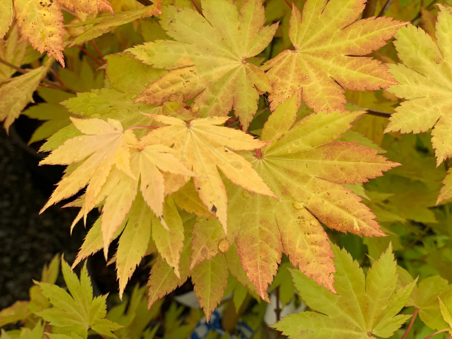 '- Acer shirasawanum 'Blue Moon' Full Moon Japanese Maple - Mr Maple │ Buy Japanese Maple Trees