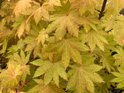 - Acer shirasawanum 'Blue Moon' Full Moon Japanese Maple - Mr Maple │ Buy Japanese Maple Trees