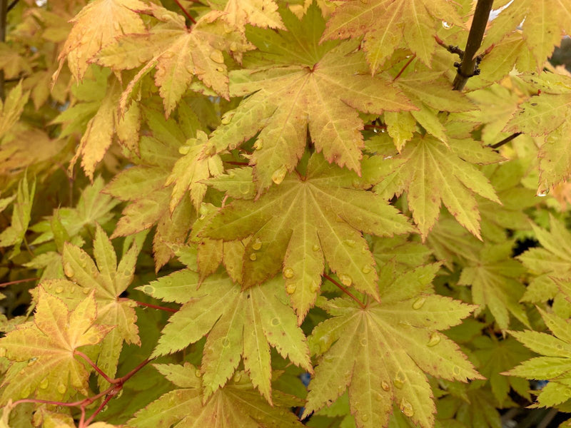 - Acer shirasawanum 'Blue Moon' Full Moon Japanese Maple - Mr Maple │ Buy Japanese Maple Trees