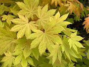 - Acer shirasawanum 'Blue Moon' Full Moon Japanese Maple - Mr Maple │ Buy Japanese Maple Trees