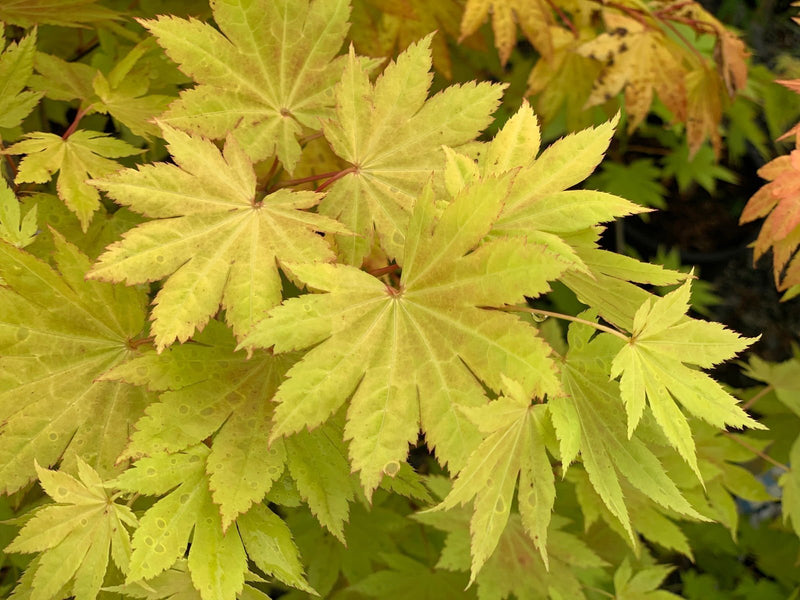 - Acer shirasawanum 'Blue Moon' Full Moon Japanese Maple - Mr Maple │ Buy Japanese Maple Trees
