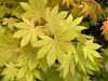 '- Acer shirasawanum 'Blue Moon' Full Moon Japanese Maple - Mr Maple │ Buy Japanese Maple Trees