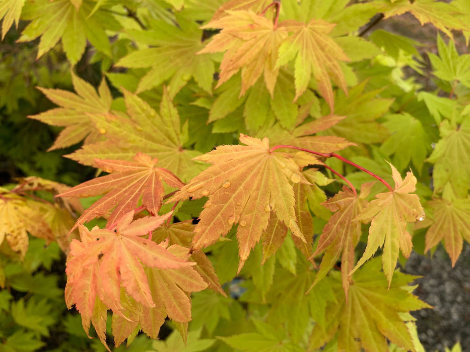 '- Acer shirasawanum 'Blue Moon' Full Moon Japanese Maple - Mr Maple │ Buy Japanese Maple Trees