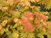 - Acer shirasawanum 'Blue Moon' Full Moon Japanese Maple - Mr Maple │ Buy Japanese Maple Trees
