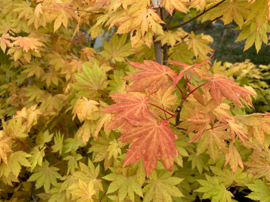 '- Acer shirasawanum 'Blue Moon' Full Moon Japanese Maple - Mr Maple │ Buy Japanese Maple Trees