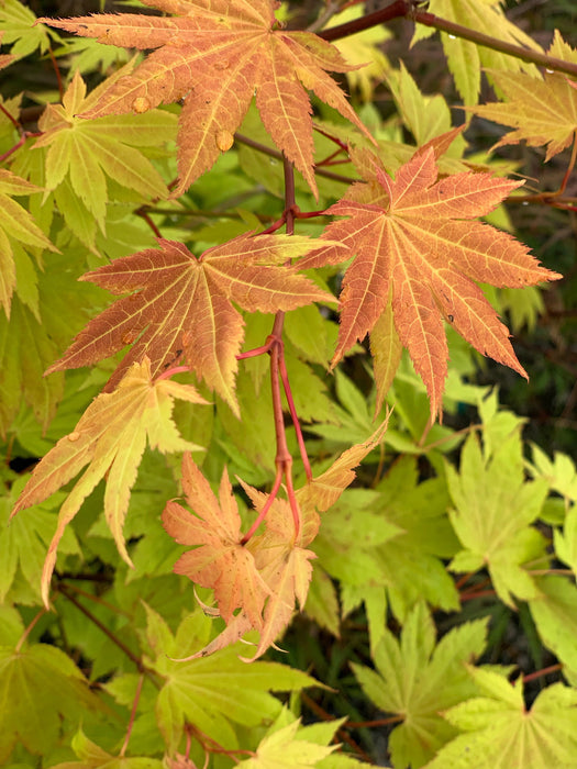 '- Acer shirasawanum 'Blue Moon' Full Moon Japanese Maple - Mr Maple │ Buy Japanese Maple Trees