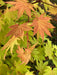 '- Acer shirasawanum 'Blue Moon' Full Moon Japanese Maple - Mr Maple │ Buy Japanese Maple Trees