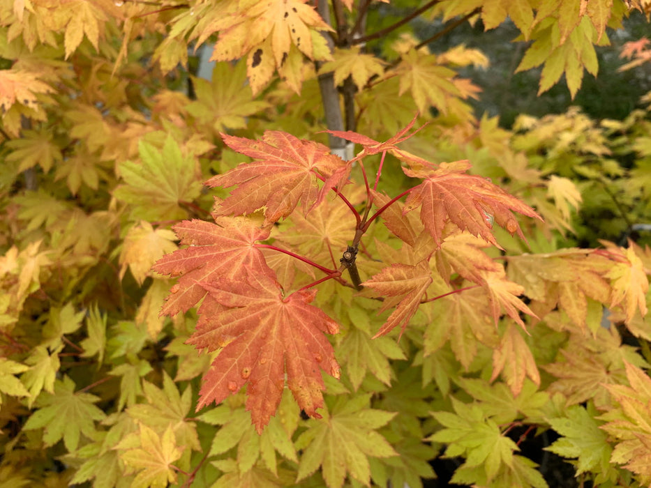 '- Acer shirasawanum 'Blue Moon' Full Moon Japanese Maple - Mr Maple │ Buy Japanese Maple Trees