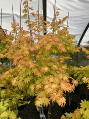- Acer shirasawanum 'Blue Moon' Full Moon Japanese Maple - Mr Maple │ Buy Japanese Maple Trees