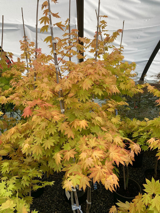 '- Acer shirasawanum 'Blue Moon' Full Moon Japanese Maple - Mr Maple │ Buy Japanese Maple Trees