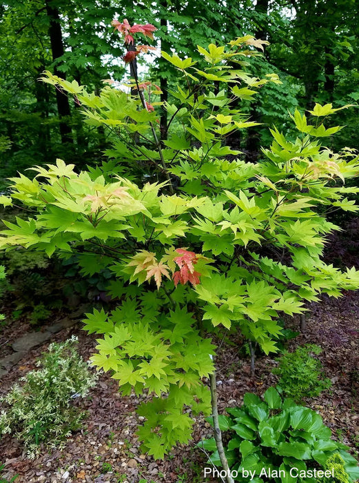 '- Acer shirasawanum 'Blue Moon' Full Moon Japanese Maple - Mr Maple │ Buy Japanese Maple Trees