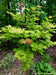 '- Acer shirasawanum 'Blue Moon' Full Moon Japanese Maple - Mr Maple │ Buy Japanese Maple Trees