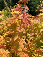 - Acer shirasawanum 'Blue Moon' Full Moon Japanese Maple - Mr Maple │ Buy Japanese Maple Trees