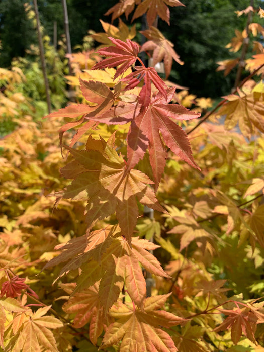 '- Acer shirasawanum 'Blue Moon' Full Moon Japanese Maple - Mr Maple │ Buy Japanese Maple Trees