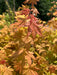 '- Acer shirasawanum 'Blue Moon' Full Moon Japanese Maple - Mr Maple │ Buy Japanese Maple Trees