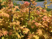 - Acer shirasawanum 'Blue Moon' Full Moon Japanese Maple - Mr Maple │ Buy Japanese Maple Trees
