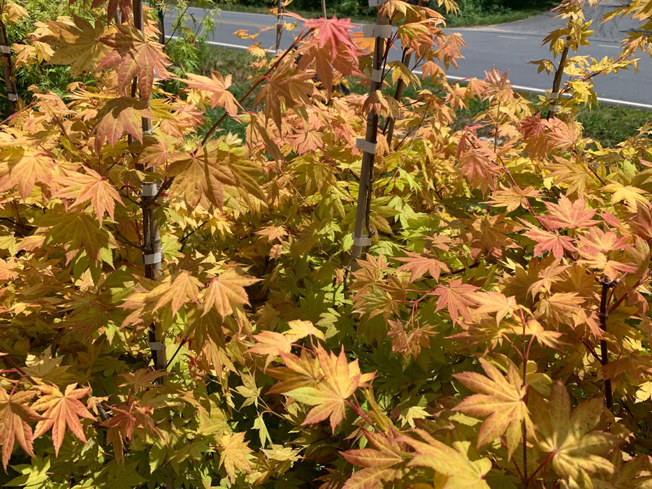 '- Acer shirasawanum 'Blue Moon' Full Moon Japanese Maple - Mr Maple │ Buy Japanese Maple Trees