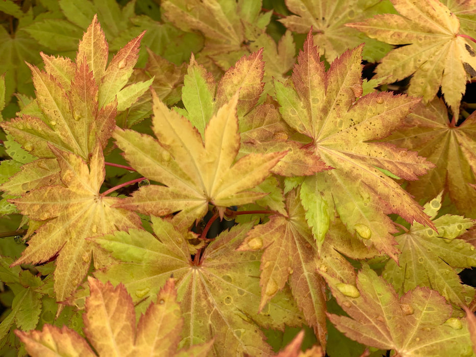 '- Acer shirasawanum 'Blue Moon' Full Moon Japanese Maple - Mr Maple │ Buy Japanese Maple Trees