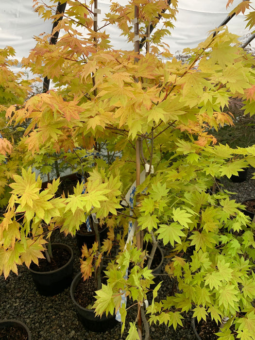 '- Acer shirasawanum 'Blue Moon' Full Moon Japanese Maple - Mr Maple │ Buy Japanese Maple Trees