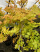 '- Acer shirasawanum 'Blue Moon' Full Moon Japanese Maple - Mr Maple │ Buy Japanese Maple Trees