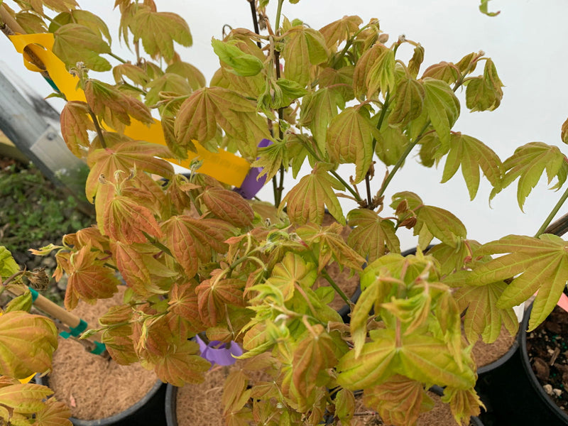 - Acer shirasawanum 'Blue Moon' Full Moon Japanese Maple - Mr Maple │ Buy Japanese Maple Trees