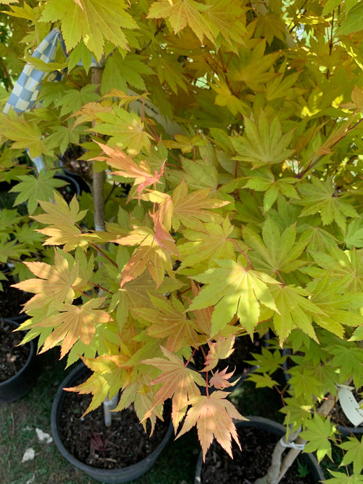 '- Acer shirasawanum 'Blue Moon' Full Moon Japanese Maple - Mr Maple │ Buy Japanese Maple Trees