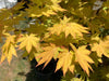 '- Acer shirasawanum 'Blue Moon' Full Moon Japanese Maple - Mr Maple │ Buy Japanese Maple Trees