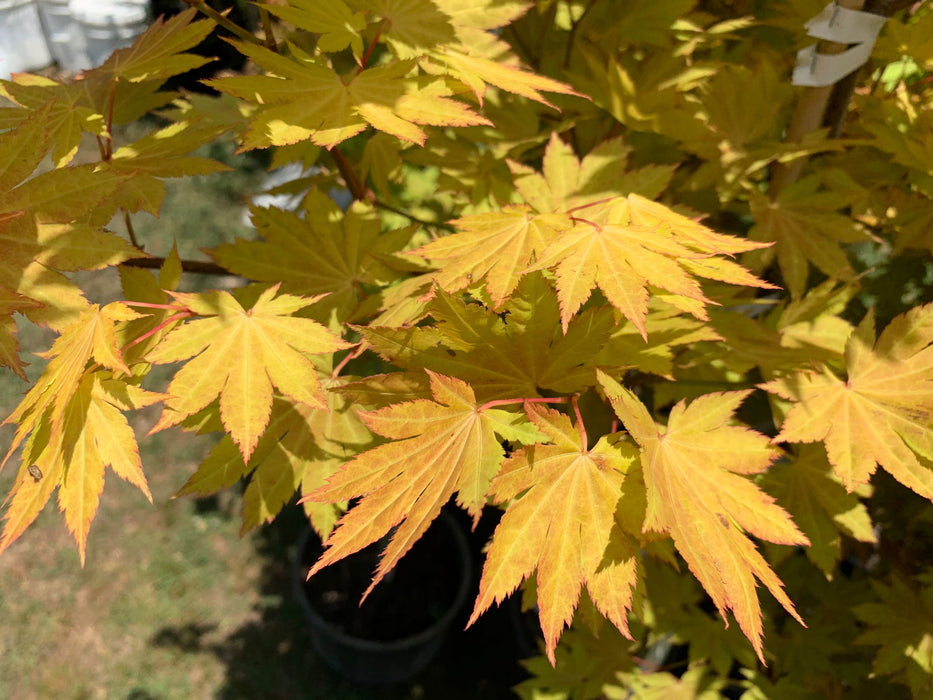 '- Acer shirasawanum 'Blue Moon' Full Moon Japanese Maple - Mr Maple │ Buy Japanese Maple Trees