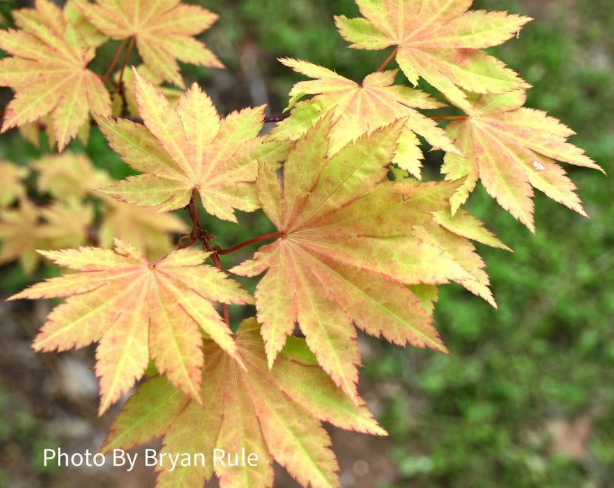 '- Acer shirasawanum 'Blue Moon' Full Moon Japanese Maple - Mr Maple │ Buy Japanese Maple Trees