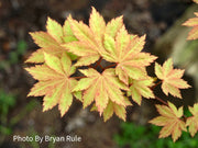 - Acer shirasawanum 'Blue Moon' Full Moon Japanese Maple - Mr Maple │ Buy Japanese Maple Trees