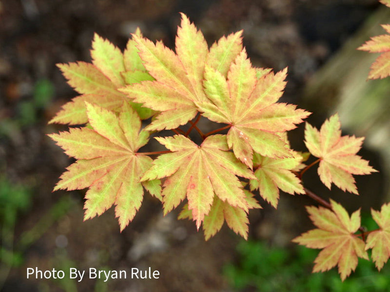 - Acer shirasawanum 'Blue Moon' Full Moon Japanese Maple - Mr Maple │ Buy Japanese Maple Trees