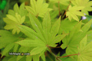 - Acer shirasawanum 'Blue Moon' Full Moon Japanese Maple - Mr Maple │ Buy Japanese Maple Trees