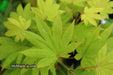 '- Acer shirasawanum 'Blue Moon' Full Moon Japanese Maple - Mr Maple │ Buy Japanese Maple Trees