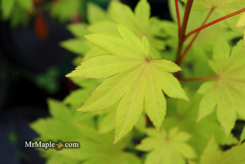 - Acer shirasawanum 'Blue Moon' Full Moon Japanese Maple - Mr Maple │ Buy Japanese Maple Trees