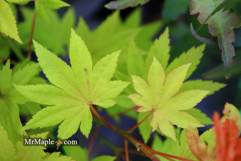 - Acer shirasawanum 'Blue Moon' Full Moon Japanese Maple - Mr Maple │ Buy Japanese Maple Trees