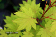 - Acer shirasawanum 'Blue Moon' Full Moon Japanese Maple - Mr Maple │ Buy Japanese Maple Trees