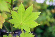 - Acer shirasawanum 'Blue Moon' Full Moon Japanese Maple - Mr Maple │ Buy Japanese Maple Trees