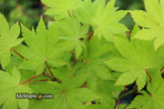 - Acer shirasawanum 'Blue Moon' Full Moon Japanese Maple - Mr Maple │ Buy Japanese Maple Trees