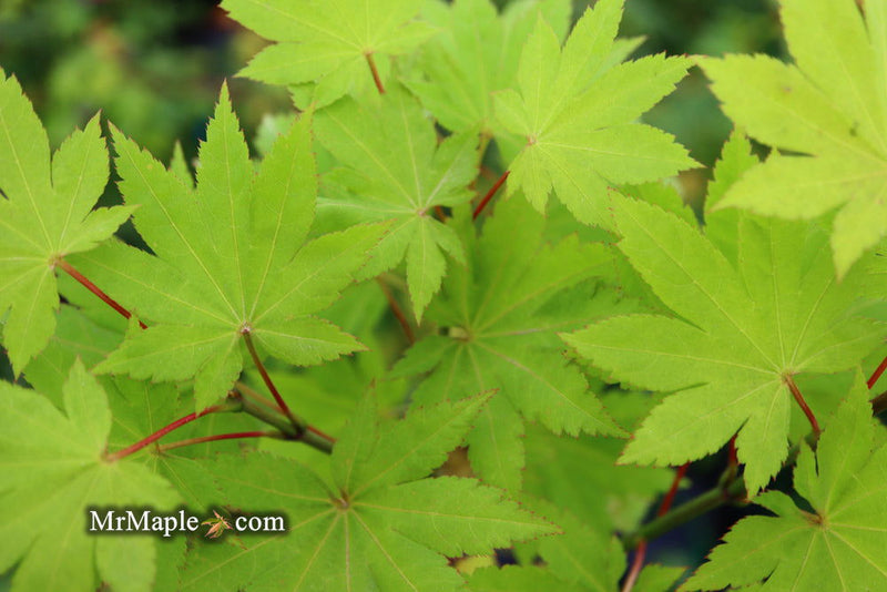 - Acer shirasawanum 'Blue Moon' Full Moon Japanese Maple - Mr Maple │ Buy Japanese Maple Trees